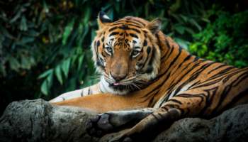 3 Days Rajasthan Tour with Ranthambore
